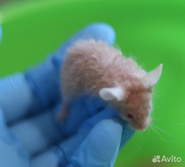 Мышата Кудряшата