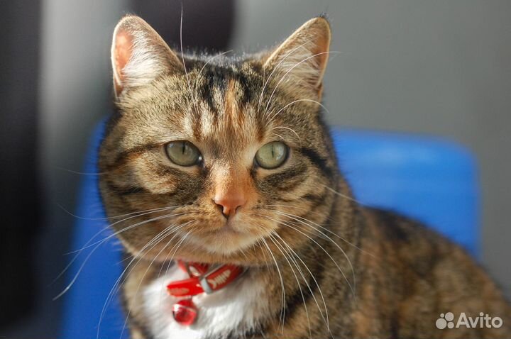 Объектив Sigma AF 50mm f/1.4 Nikon F