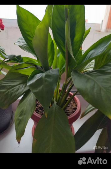 Спатифиллум