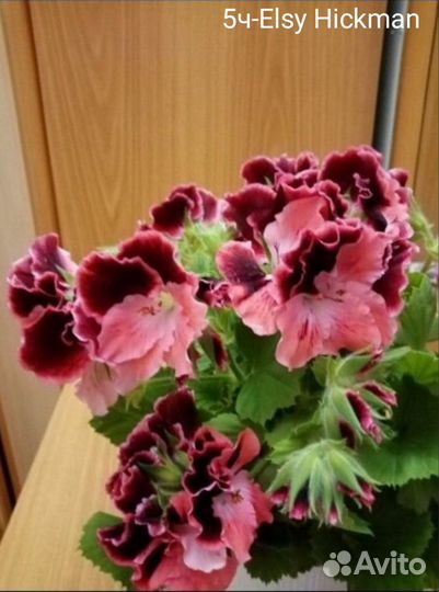 Пеларгония герань