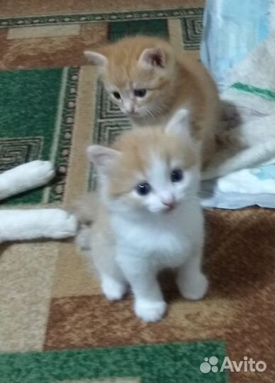 Котята