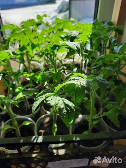 Рассада помидоры и перцы