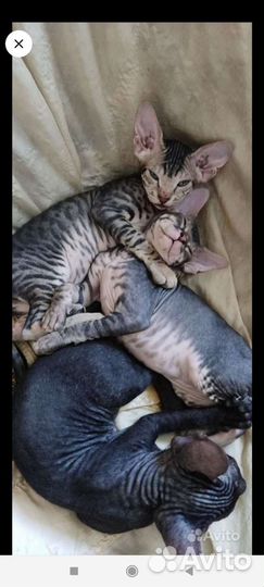 Донской сфинкс кошечка