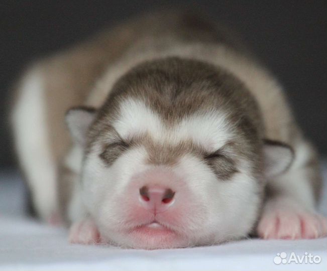 Аляскинский маламут щенки