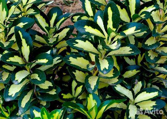 Бересклеты Японские и Самшит