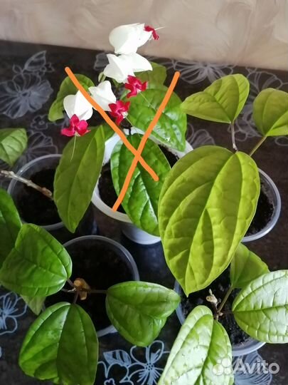 Клеродендрум Томпсон