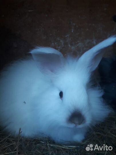 Немецкая ангора