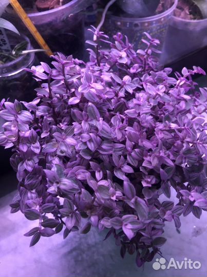 Аихризон (дерево любви), Каллизия розовая пантера