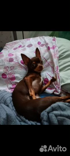 Мини той-терьер вязка