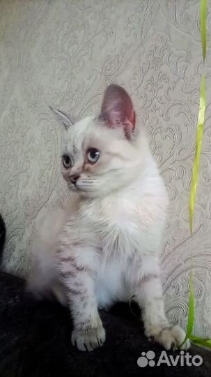 Шотландские вислоухие, прямоухие(фолды и страйты)