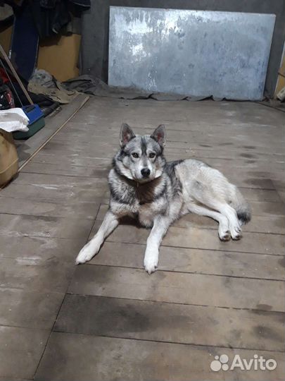 Аляскинский маламут