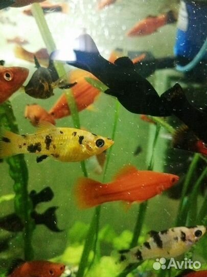 Петушки и тд