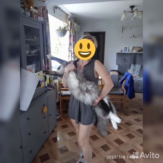 Мейн-кун