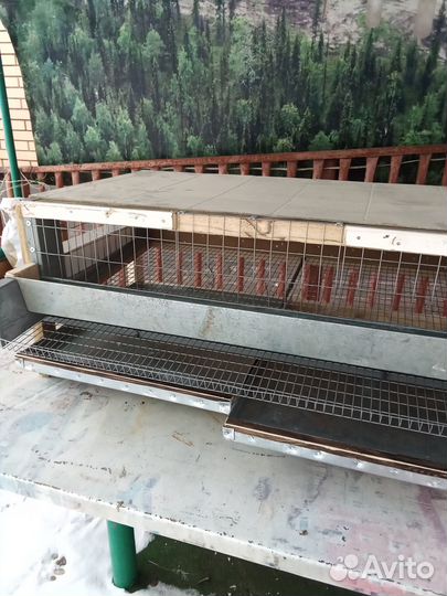 Клетки для перепелов