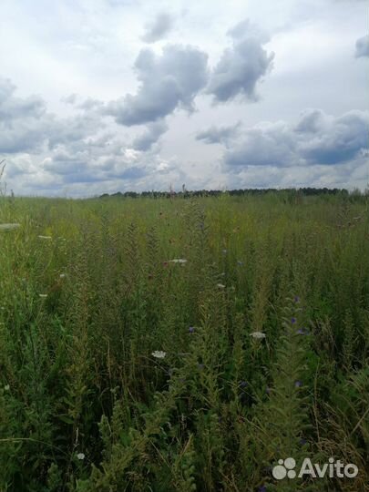 Свежий мед урожай 2023, мед в сотах, забрус