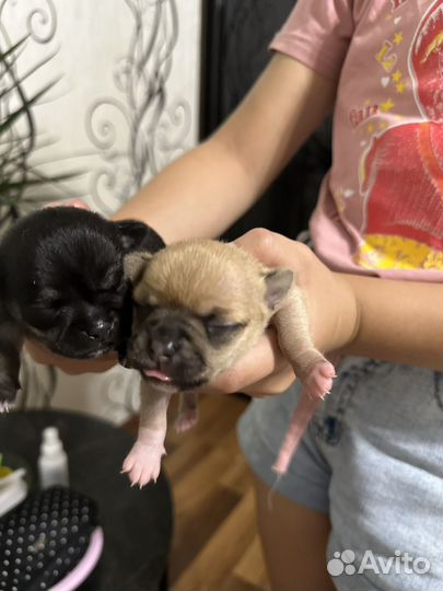 Чихуахуа мини