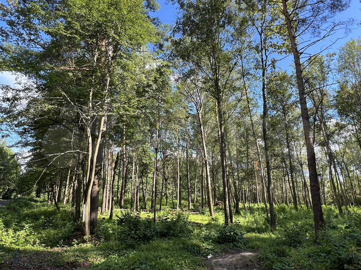 Участок 49,4 сот. (ИЖС)