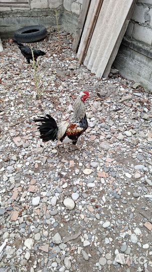 Куры петухи