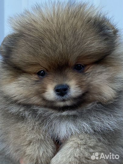 Померанский шпиц