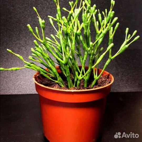 Хатиора (рипсалис)