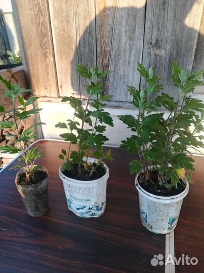 Хризантема кустовая садовая