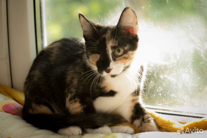 Удивительная Сонечка