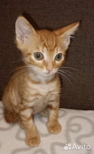 Рыжий котенок в добрые руки