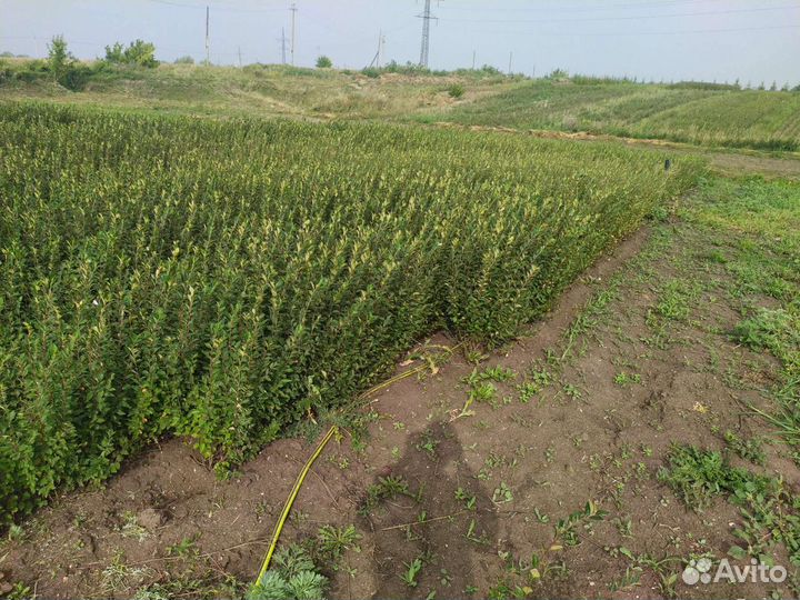 Кизильник блестящий