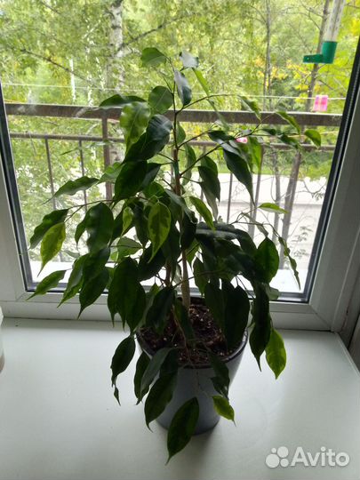 Фикус Бенджамина пестролистный