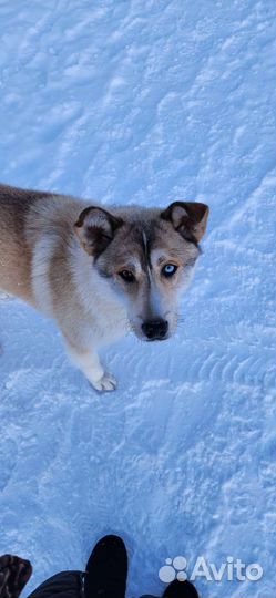 Выгул собак