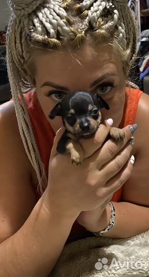 Мини той-терьер