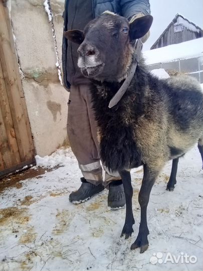 Овцы бараны романовской породы