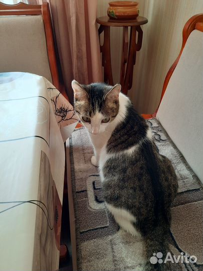 Кошка в дар