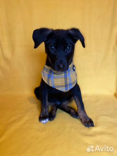 Щенок Билайн