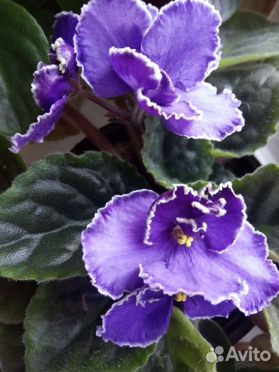 Сортовые фиалки