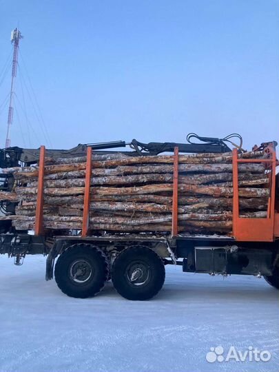 Дрова хлыстами береза