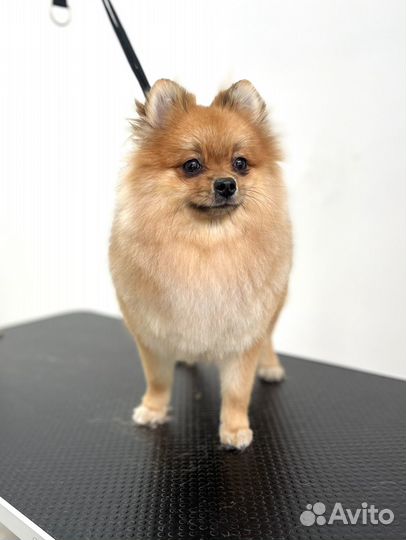 Груминг животных. Стрижка собак и кошек