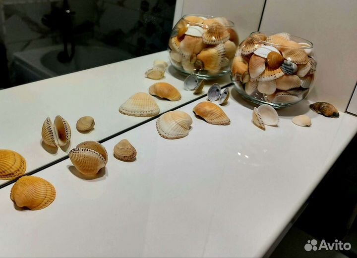 Морские ракушки