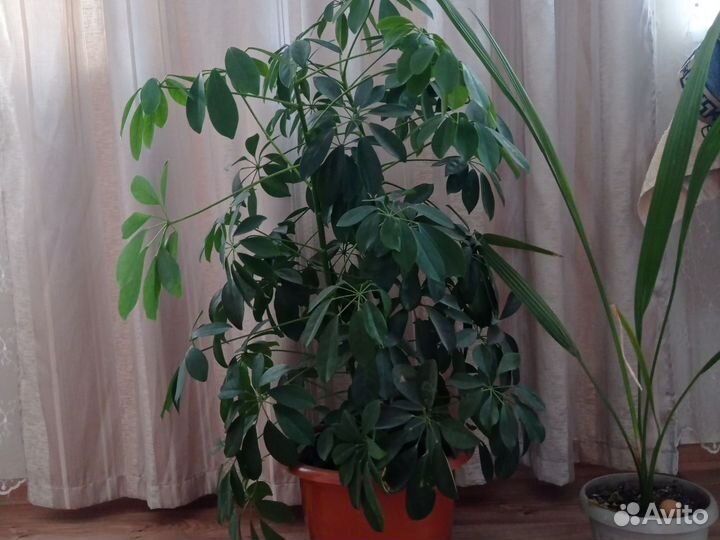 Комнатные цветы