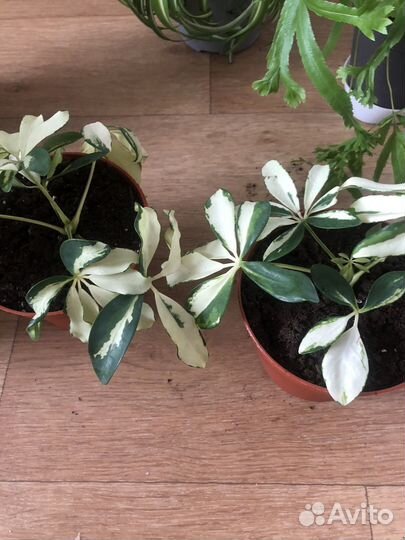 Комнатные растения