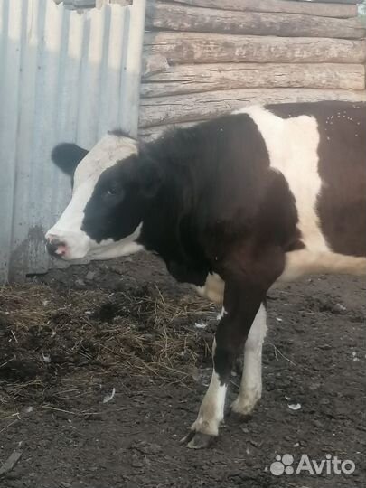 Абердин ангус нетели