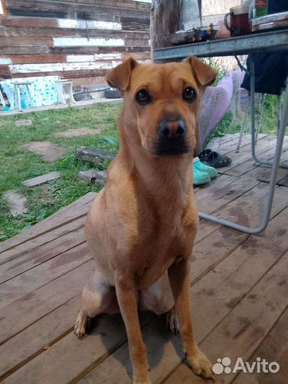 Помесь шарпей с кем-то