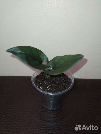 Сингониум эритрофиллум