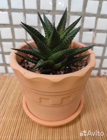 Хавортия Лимифолия, Алое Декоративное, в керамике