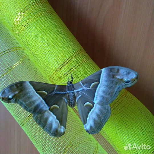 Праздники и развлечение