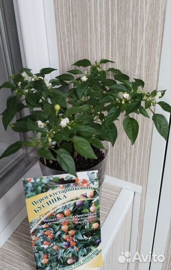 Декоративный перец 