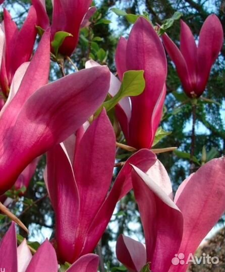 Магнолия сьюзан на штамбе