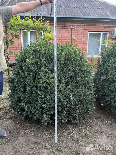 Самшит кусты