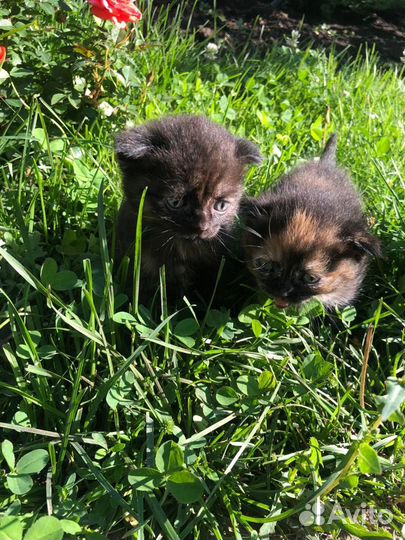 Шотландская вислоухая