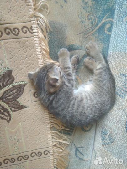 Шотландский котик